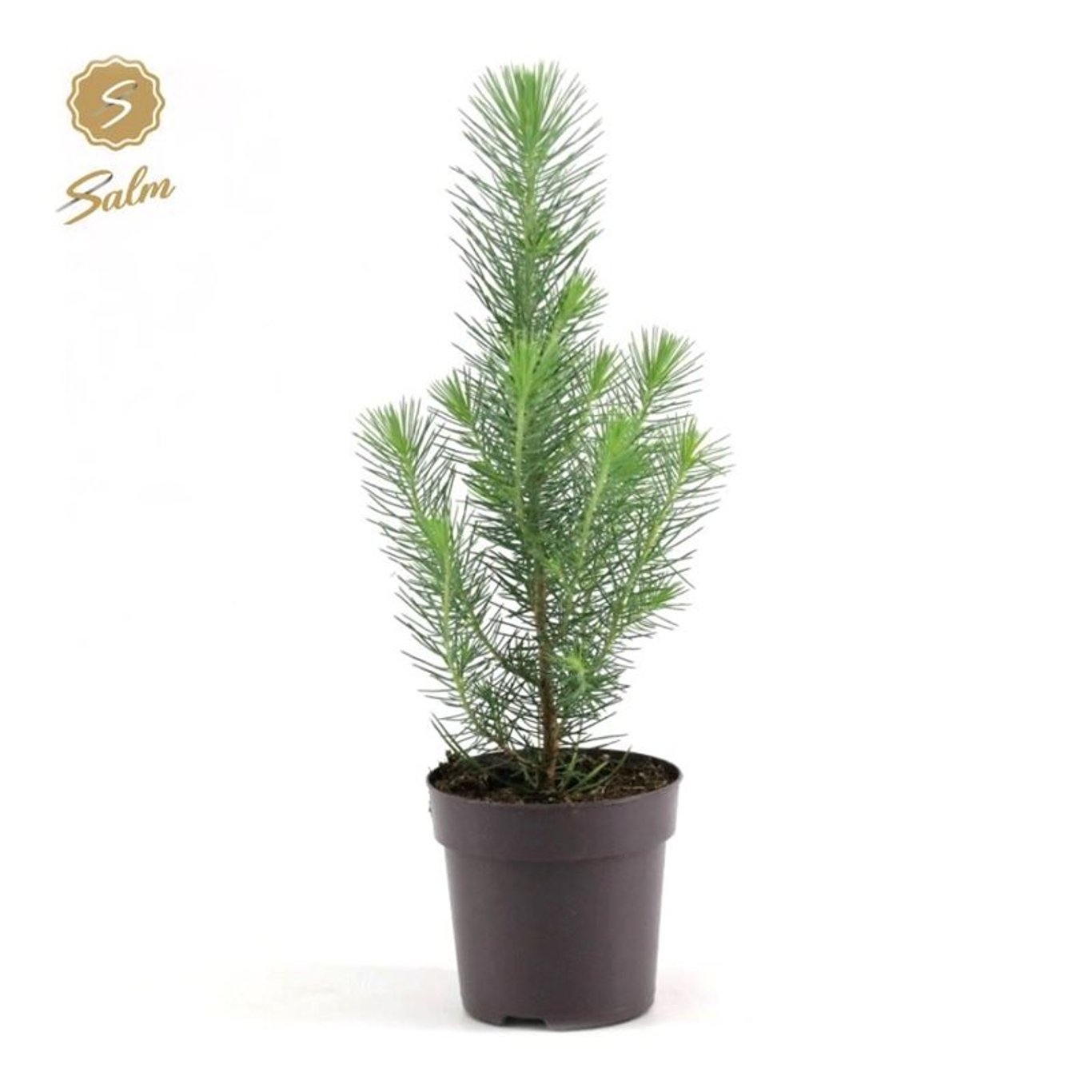 Pinus pinea 'Silver Crest' - P10,5